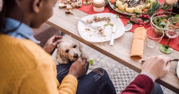 Protect your pet: Leftovers that could land you at the vet, reducing fear during fireworks, and staying safe on scorching days