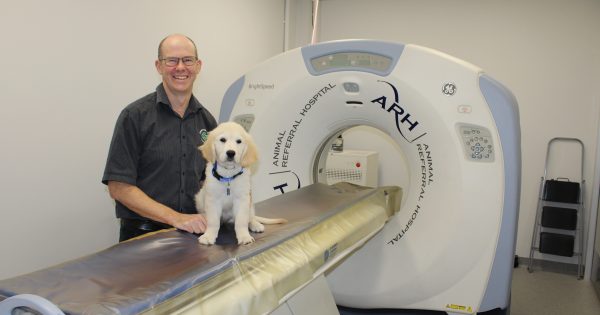 New tech at Illawarra vet giving pet owners better access to care closer to home