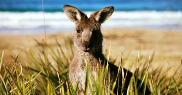 Watch as kangaroo rescued by 'legend' surfer at Bawley beach