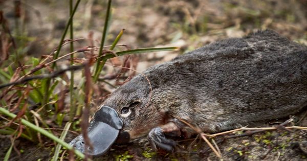 Platypuses feeling right at home in Royal waterways for first time in 50 years