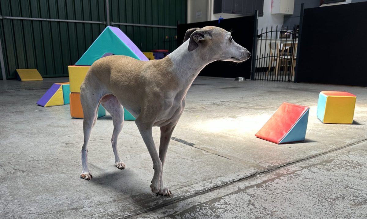Whippet Olive in a play area.