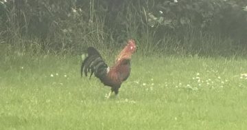 A handsome but elusive cockerel has the Wollongong community cock-a-hoop