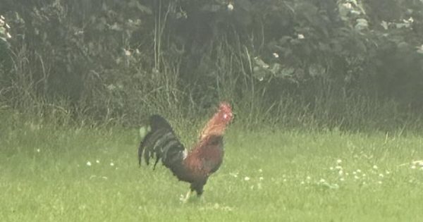 A handsome but elusive cockerel has the Wollongong community cock-a-hoop