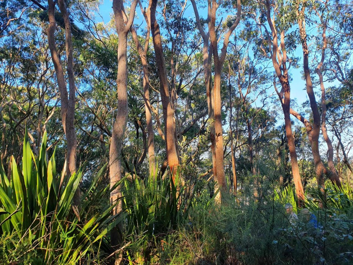 Gymea lillies and Sydney red gums 