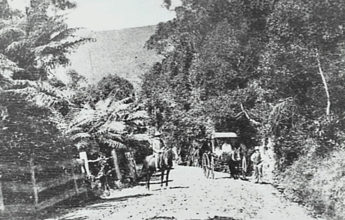 Black and white photo of a horse and buggy on Bulli Pass