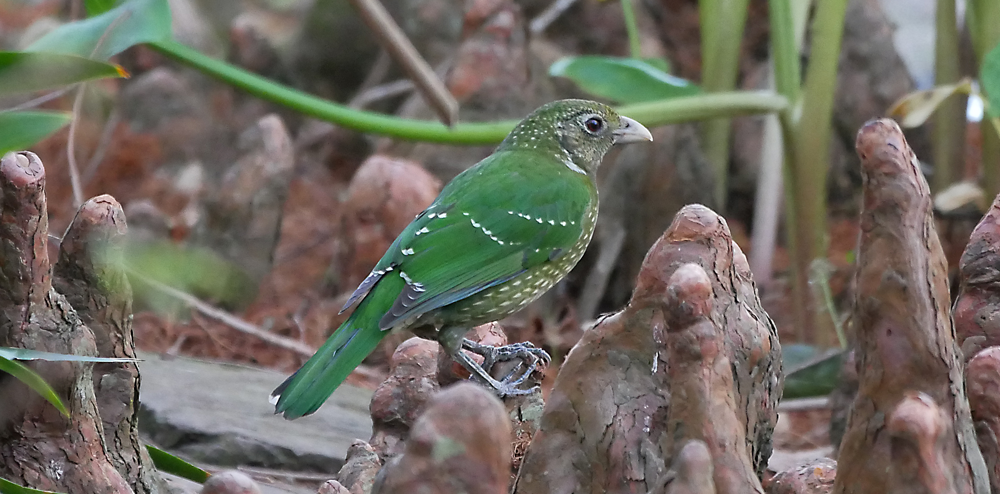 Green bird in the wild