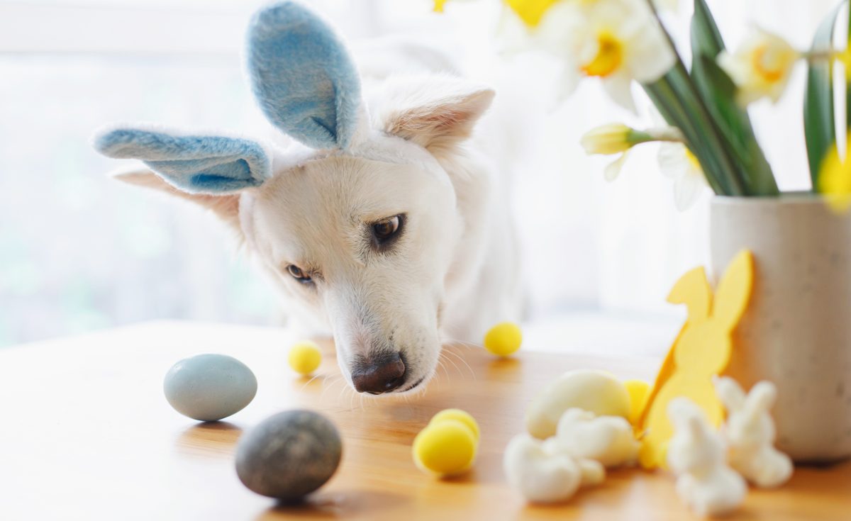 Dog in easter bunny ears looking at eggs on a table