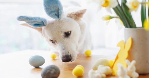 Preventing your pet from getting into toxic Easter treats (and what to do if they hunt out the chocolate!)