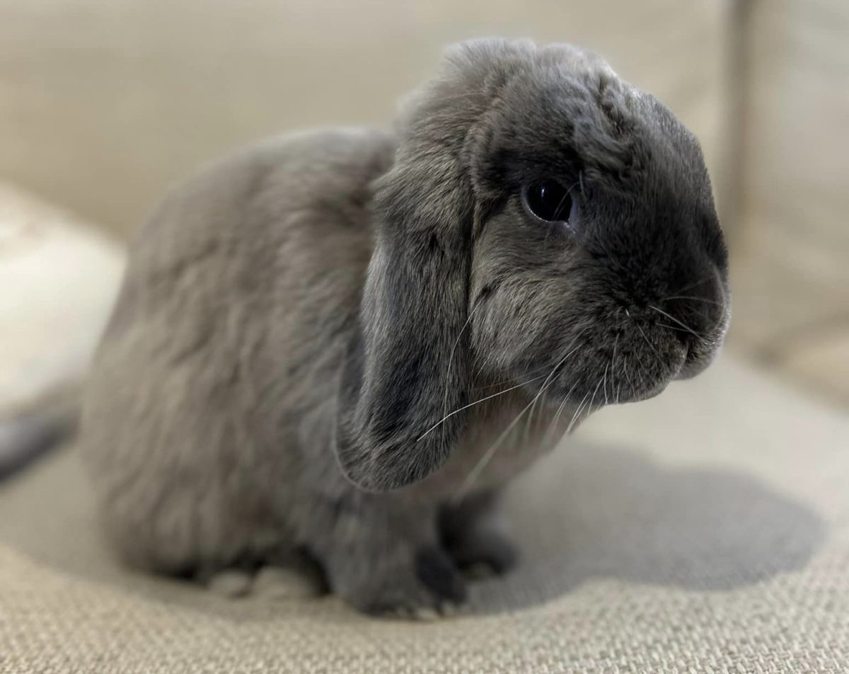 Himmel from The Rabbit Sanctuary