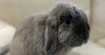By all means, adopt a bunny at Easter - just don't adopt a bunny for Easter