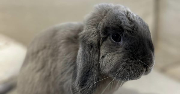 By all means, adopt a bunny at Easter - just don't adopt a bunny for Easter