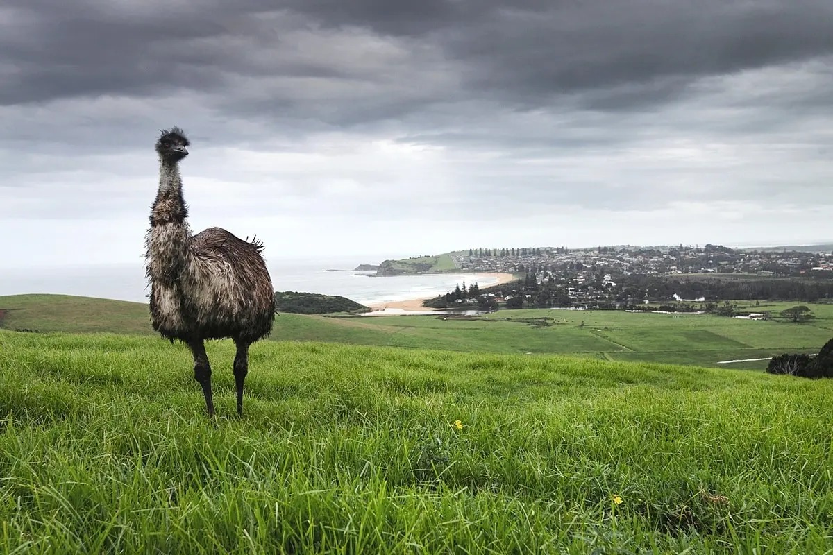 Have you ever seen the elusive Gerringong emu? 