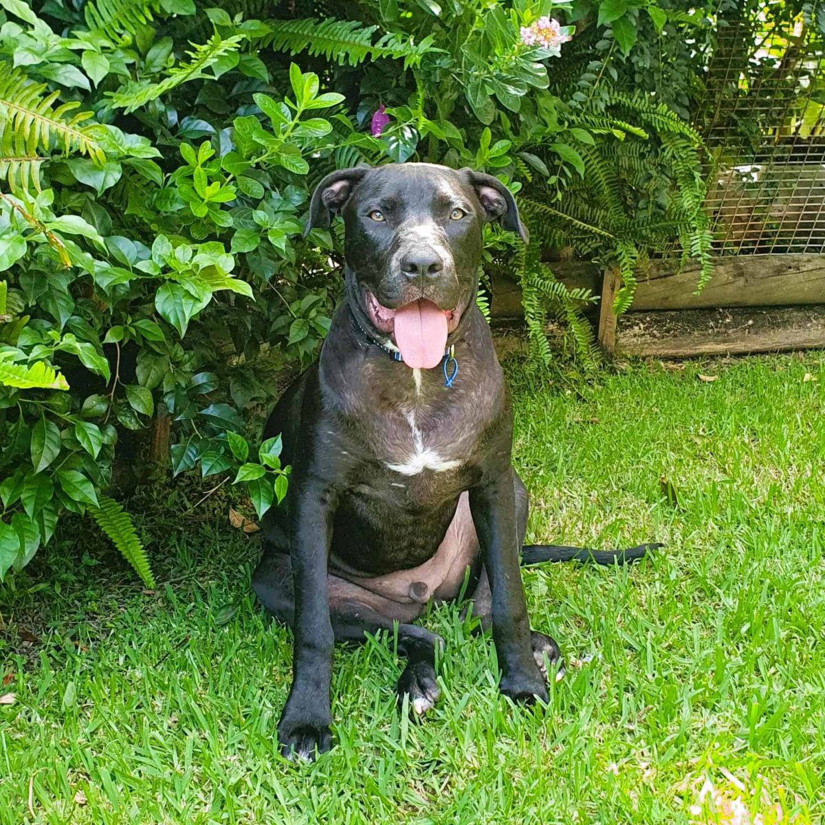 Nine-month-old Cane Corso Jupiter is RSPCA Illawarra's pet of the week - could his perfect home be with you?