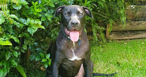 RSPCA Illawarra's pet of the week: Meet Jupiter