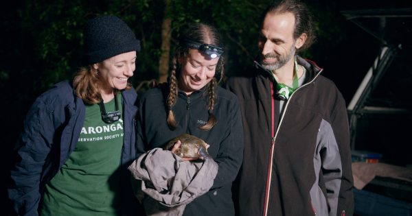 There are platypuses in Dapto - but for how long?