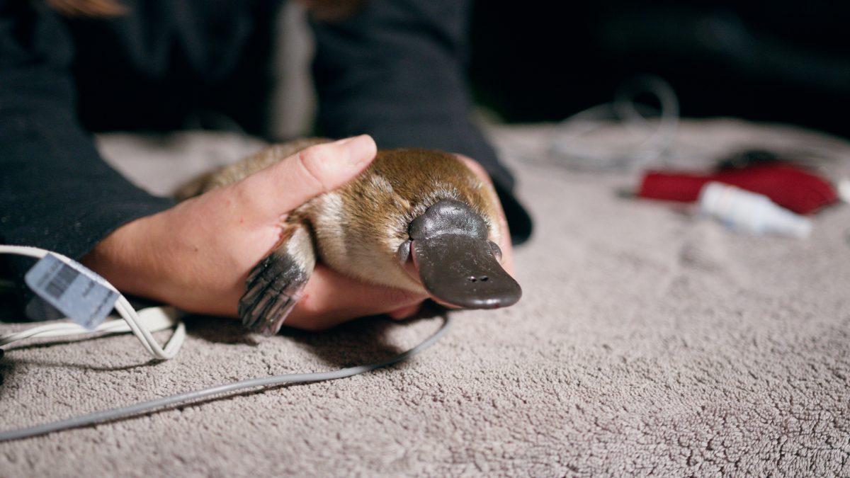 The juvenile platypus is in good condition, researchers said.