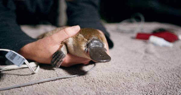 Whether you call it a puggle or a platypup, this Royal National Park baby is something special