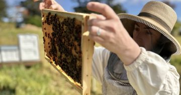 Kiama beekeeper advancing AI bee breeding program to help combat varroa mite