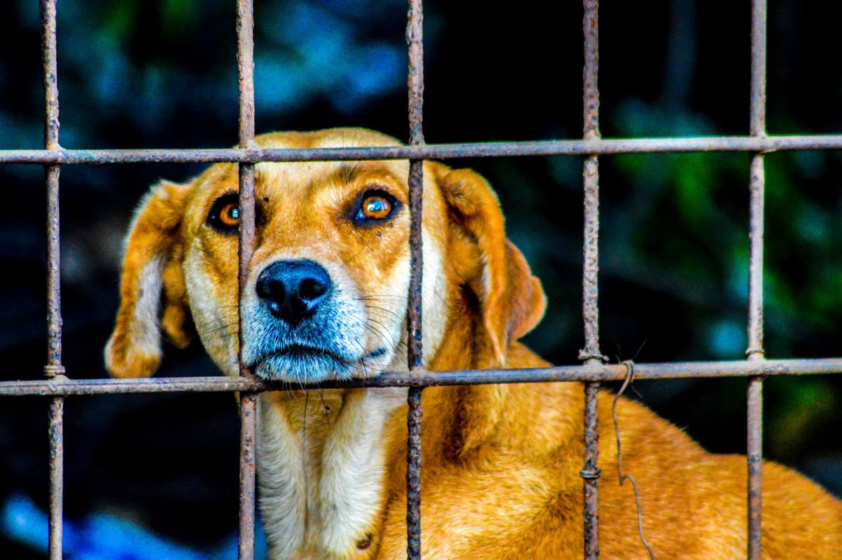 Sad dog in a cage.