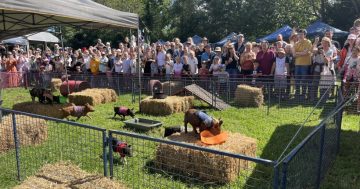 Kangaroo Valley's Pig Day Out showcases sparkly swine racing for ultimate glory (and charity)