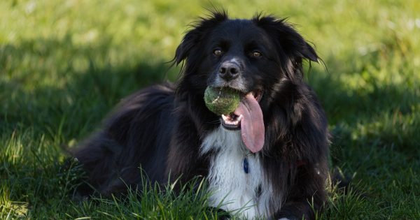 Kiama Council proposes fenced off-leash area, no more swimming in Minnamurra River in draft dog strategy