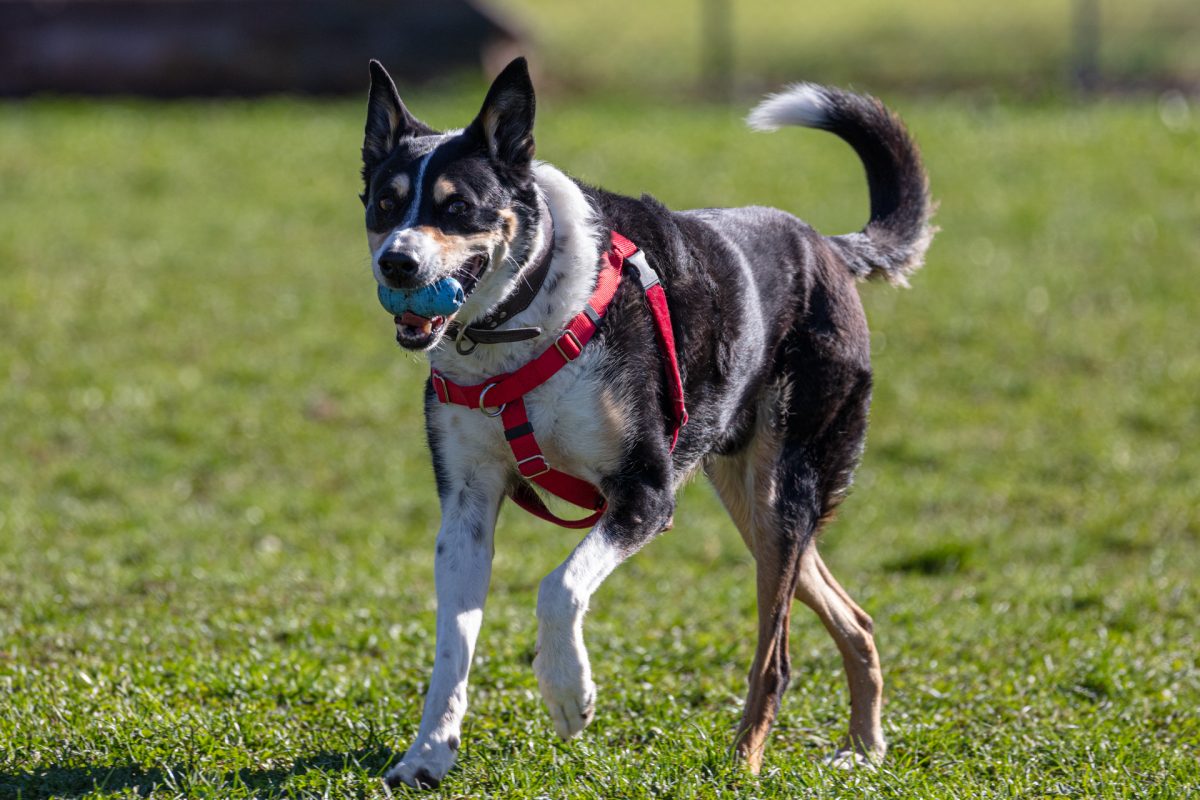 Dog walks through the park