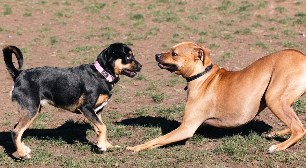 Dogs play in a park