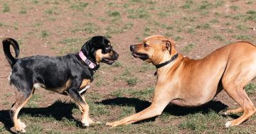 Residents fear pack of dogs roaming Bulli