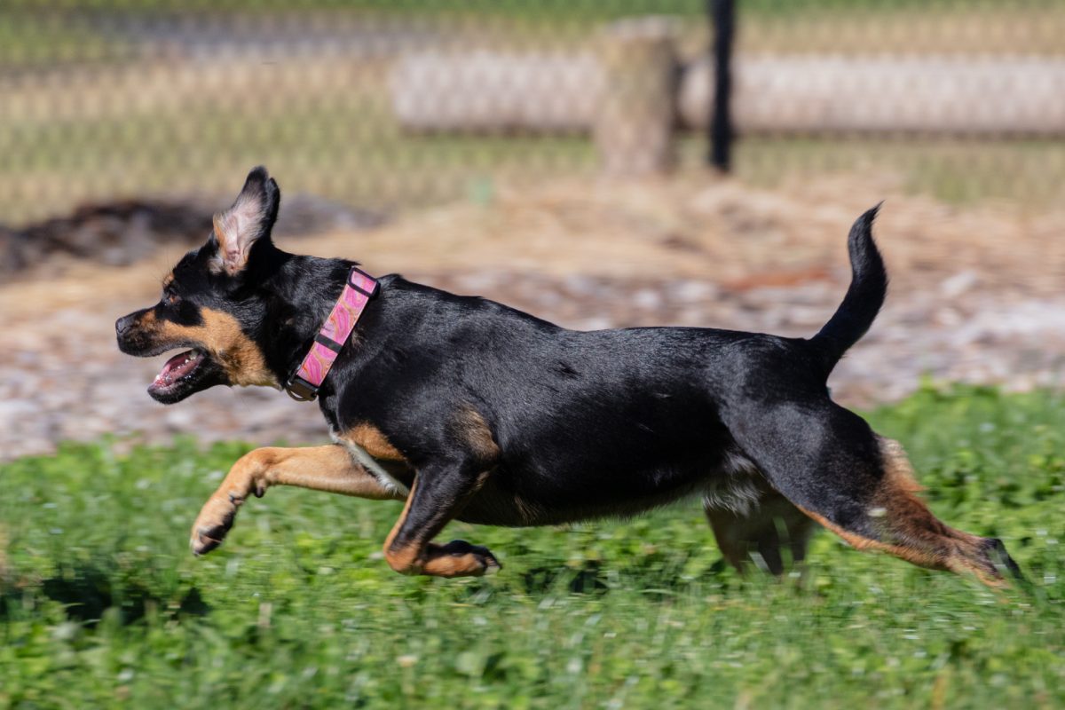 Dog runs at a park