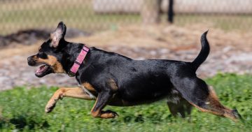 Off-leash areas, new infrastructure and a dog pool: Kiama explores ways to be more pet friendly