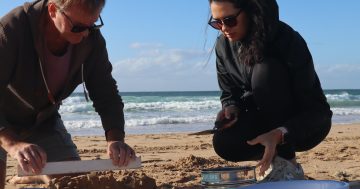 Rotary club fossickers heartened by lack of microplastics at Corrimal Beach