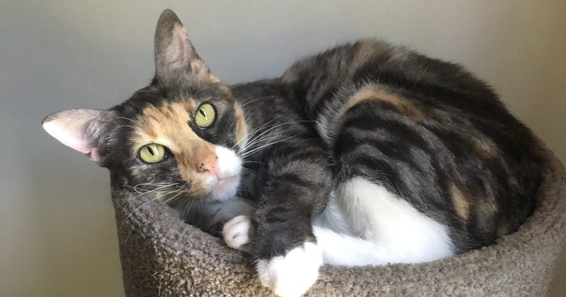 Fur flies during cat containment debate in Wollongong