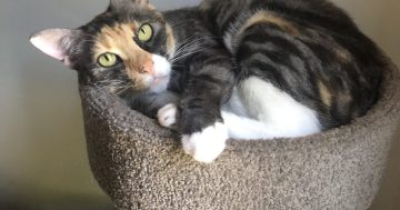 Fur flies during cat containment debate in Wollongong