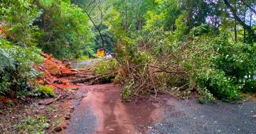 Minnamurra Rainforest and Visitor Centre closed after deluge causes landslip