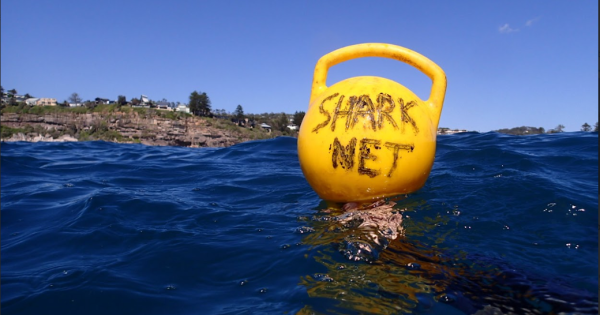 Humane Society calls for end to shark nets on Illawarra beaches
