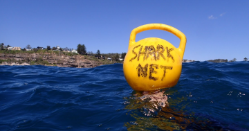 Humane Society calls for end to shark nets on Illawarra beaches