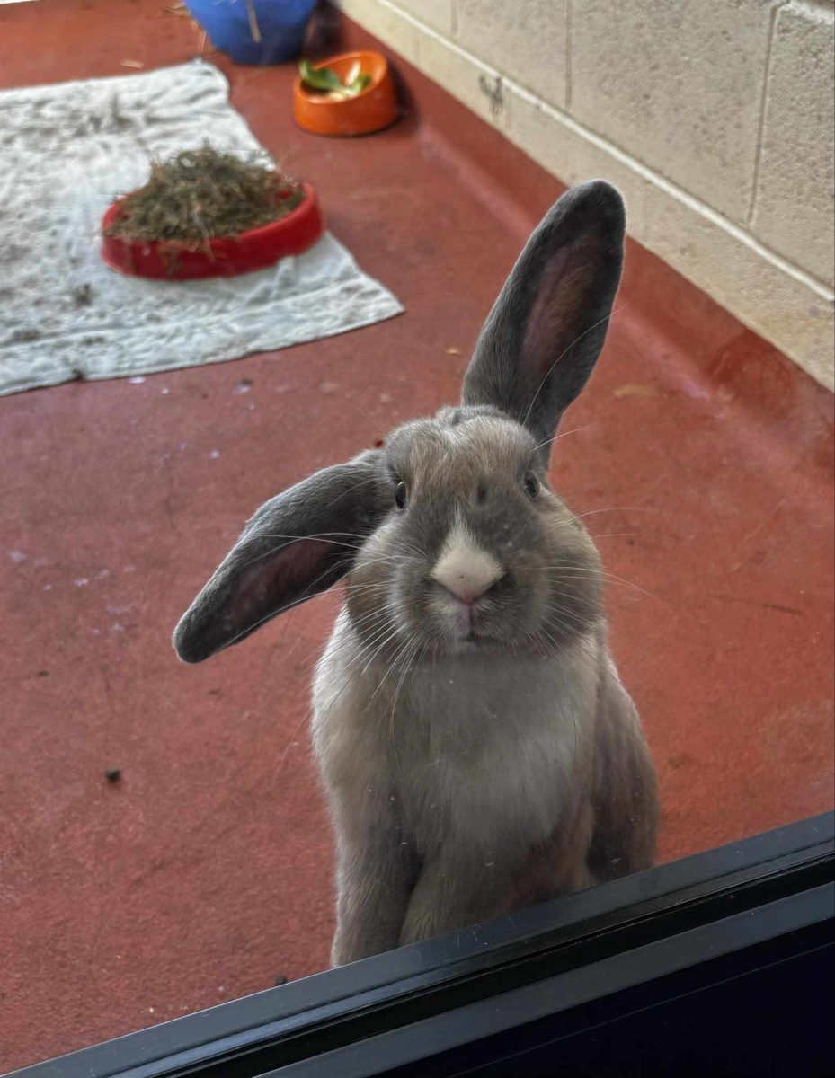 Check out this cuddle-bun! Smokey is on the hunt for his new home.