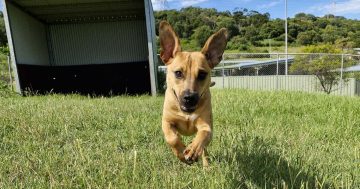RSPCA Illawarra's Pets of the Week: Meet Destiny and Chai!