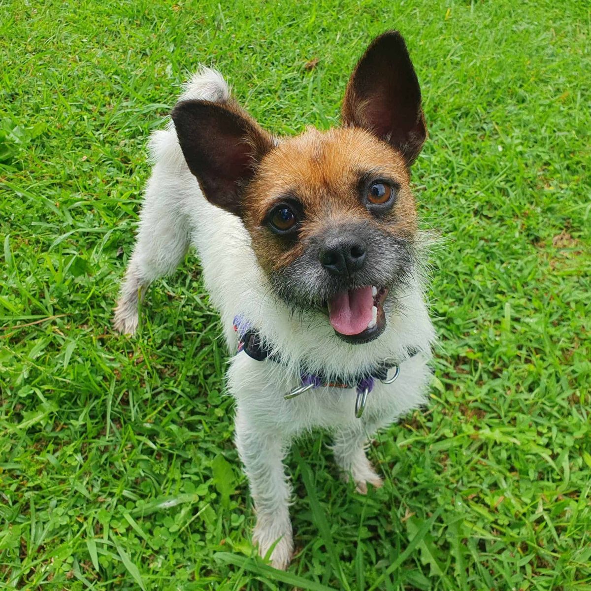 Diesel is a lively fox terrier who's looking for his new best friend - could that be you? 