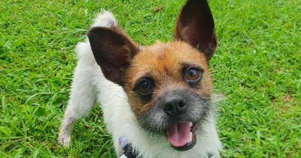 RSPCA Illawarra's Pets of the Week: Meet Diesel and Smokey!