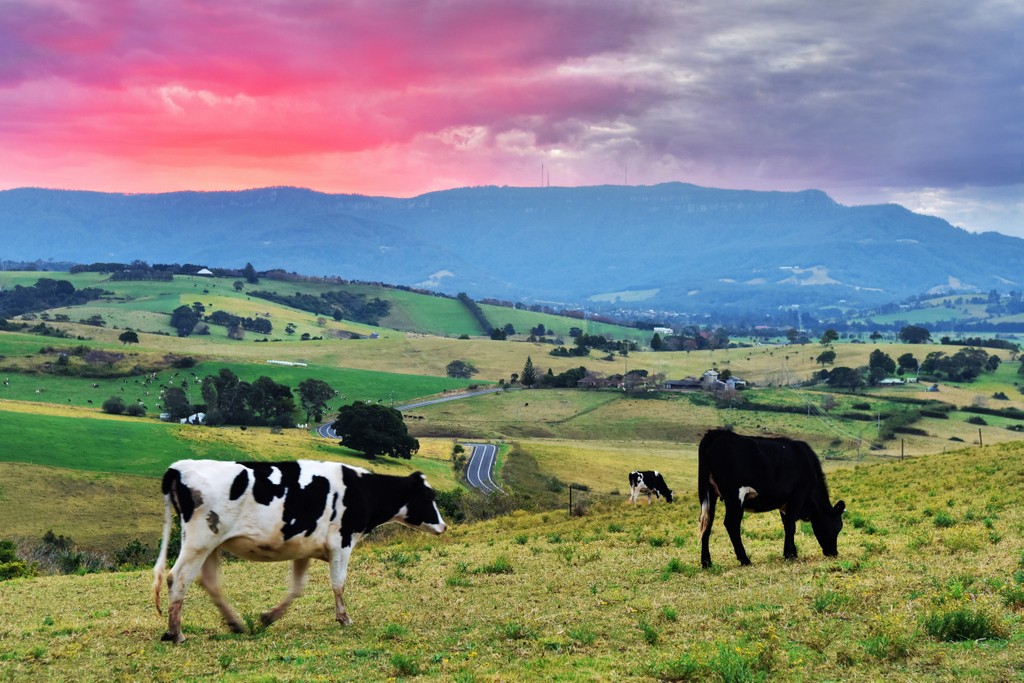 Cows in a paddock with pink clouds.