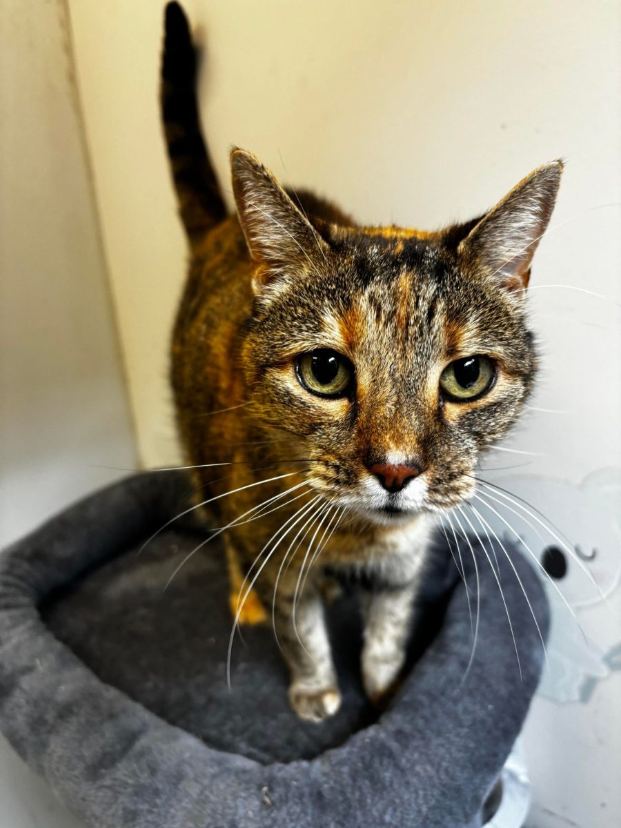 Mischa is a senior cat with plenty of love to give - she's looking for a cozy lap to curl up on. 