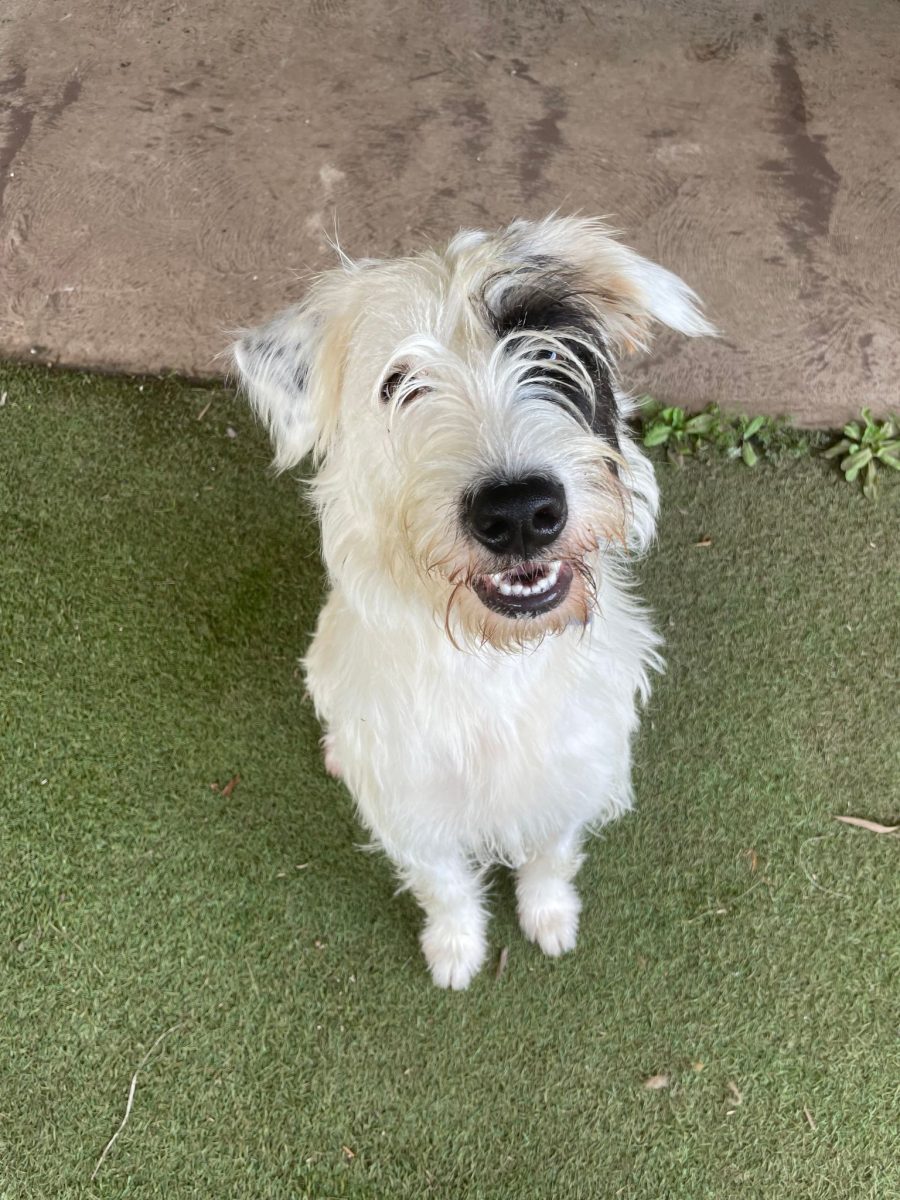 Pepper is a vibrant two-year-old Irish Wolfhound cross looking for her new family. 