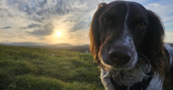 A Kiama dog walker shares the region's best spots for a stroll with your pup