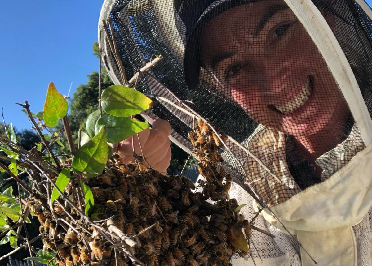 Beekeeper holding bees