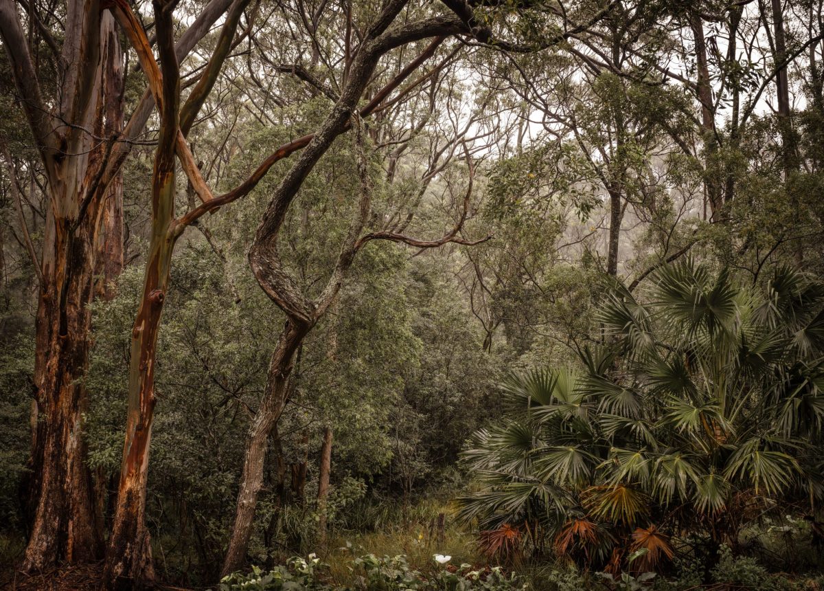 Illawarra forest