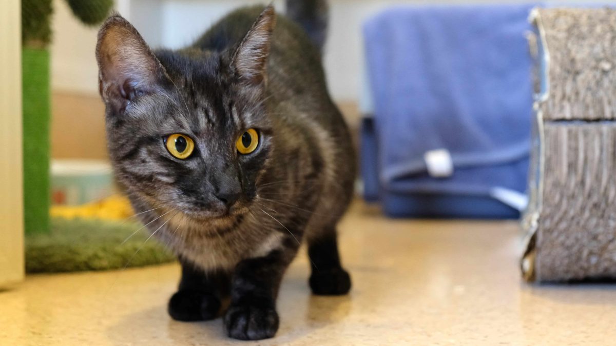 With her golden eyes and smokey charcoal tabby coat, you'd be forgiven if Cherry's good looks cast a spell on you.
