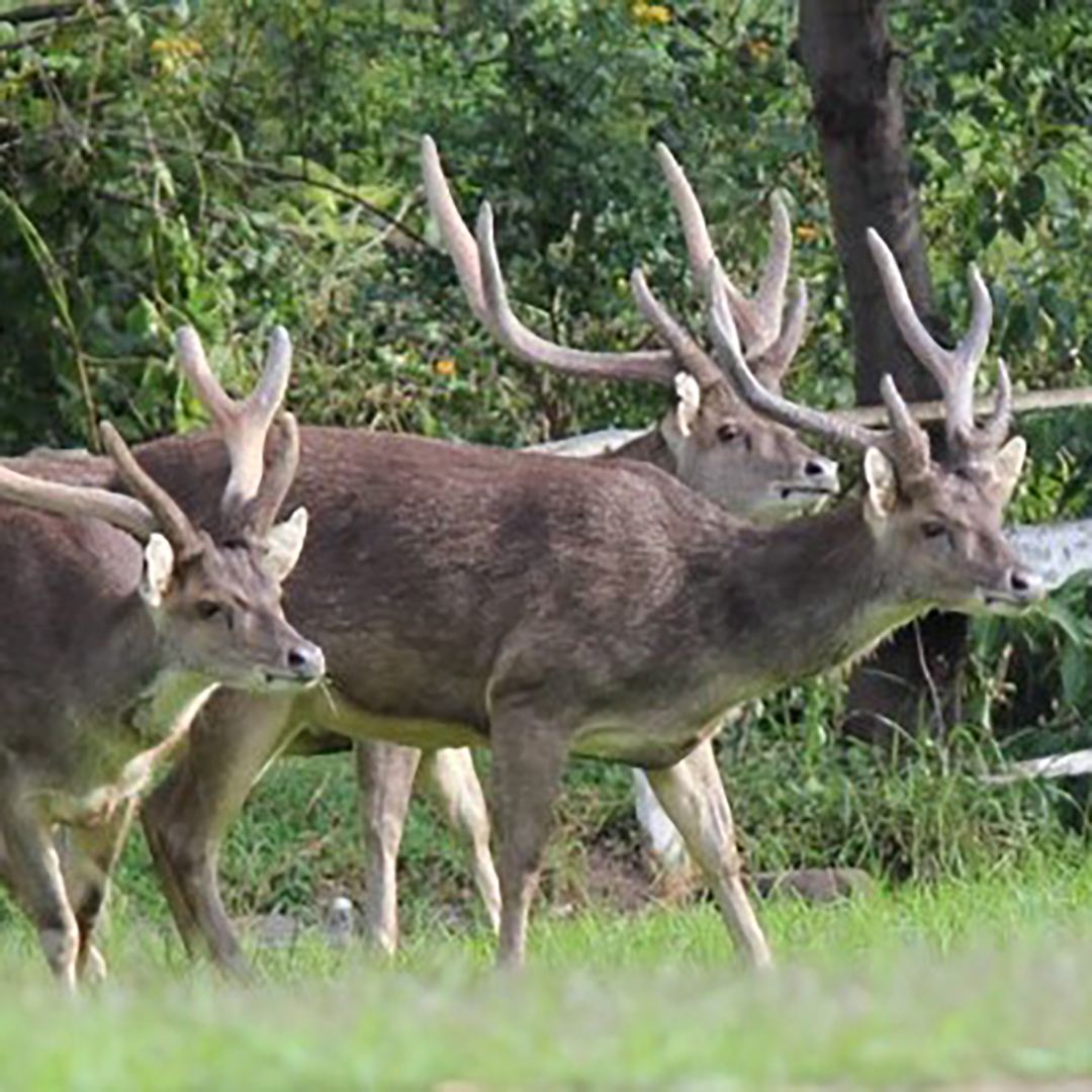 Herd of deer.