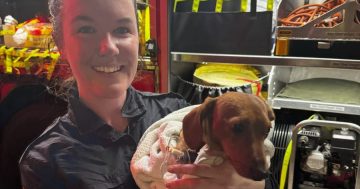 Lucky Minnamurra pup saved from blaze thanks to Fire and Rescue crews