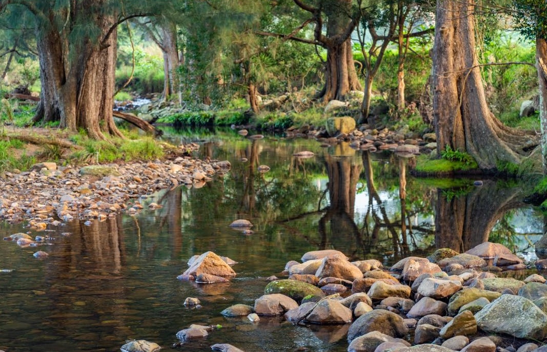 Tranquil forest river